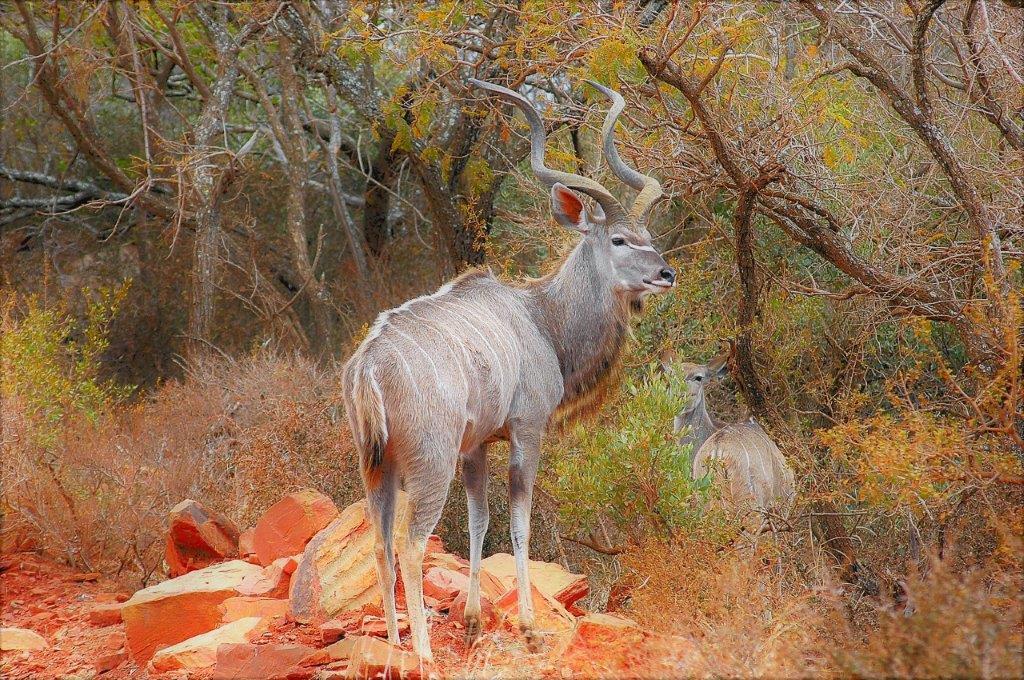 Mabalingwe Uzuri Lodge Bela-Bela Εξωτερικό φωτογραφία